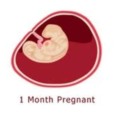 Timeline: First Conception