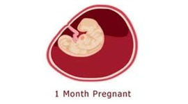 Timeline: First Conception