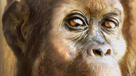 Timeline: Early Hominids