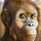 Australopithecus.afarensis.j