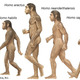 Hominids
