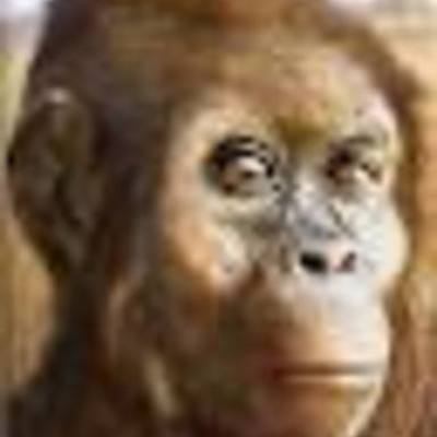 Timeline: Early Hominids