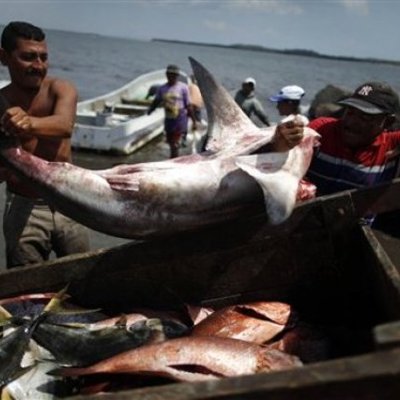 Timeline: Pesca de Tiburon En el Pacifico de Guatemala