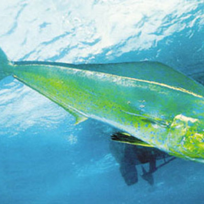 Timeline: Pesca del Dorado