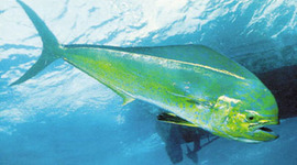 Timeline: Pesca del Dorado