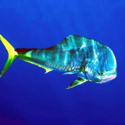 Timeline: Historia de la Pesca del Dorado (Coryphaena hippurus)