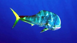 Timeline: Historia de la Pesca del Dorado (Coryphaena hippurus)