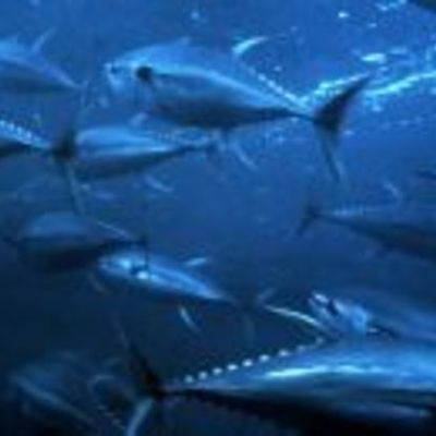 Timeline: Pesca de Atún en el Océano Pacífico