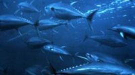 Timeline: Pesca de Atún en el Océano Pacífico