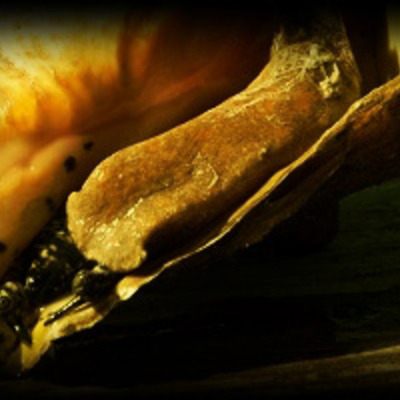 Timeline: Linea de Tiempo del Caracol Reina Strombus gigas en Centroamerica