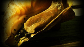 Timeline: Linea de Tiempo del Caracol Reina Strombus gigas en Centroamerica