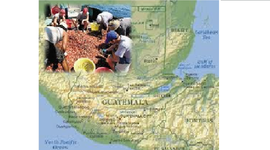 Timeline: Pesca de camarón en el Océano Pacífico de Guatemala