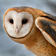 Barnowl