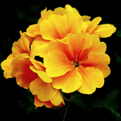 Timeline: Flowers for Algernon