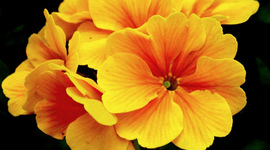 Timeline: Flowers for Algernon