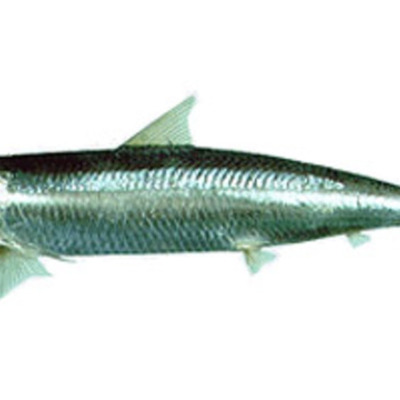 Timeline: Sardina del Peru