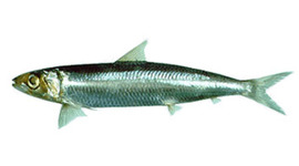 Timeline: Sardina del Peru