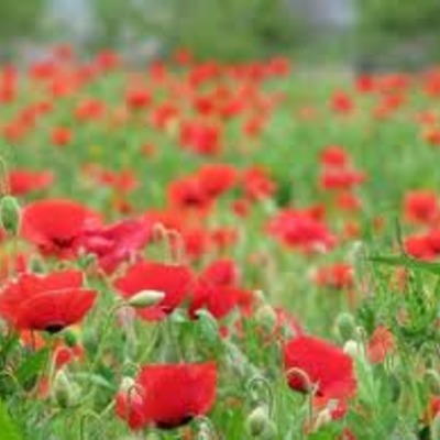 Timeline: Events in WW2