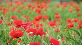 Timeline: Events in WW2