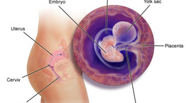 Timeline: david McClain Child development
