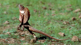 Timeline: Sydney Angelo's Chapter 24 timeline