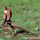 Frillnecked lizard