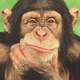 Chimpanzee thinking poster
