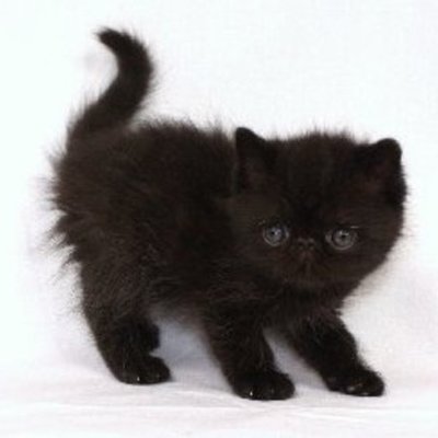 Timeline: My Life as a cat