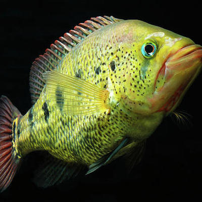 Timeline: Pesqueria del Pez Blanco