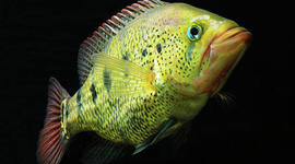 Timeline: Pesqueria del Pez Blanco