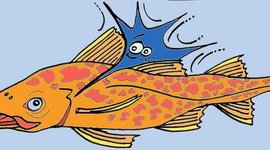 Timeline: Calendari curs 2009-2010