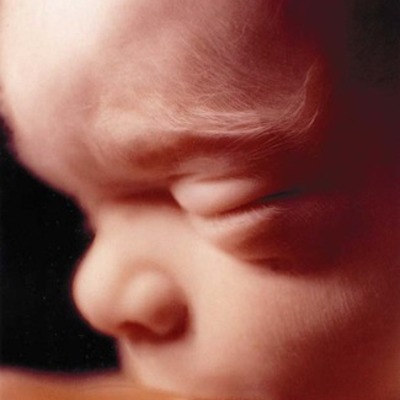 Timeline: Foetal Development