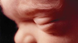 Timeline: Foetal Development