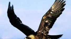 Timeline: The American Eagle