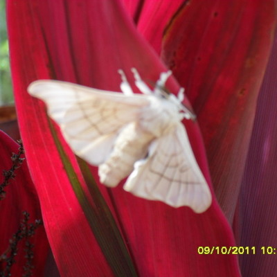 Timeline: Silkworm Life Cycle