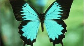 Timeline: Carlie Peterson