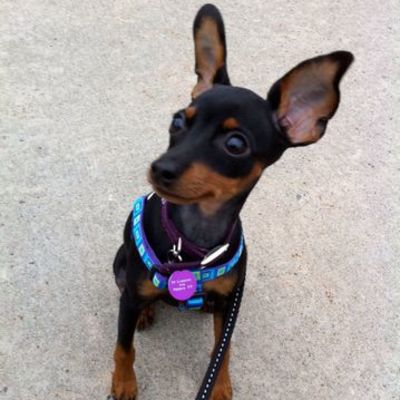 Timeline: Macy the Min Pin