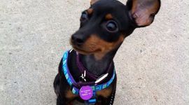 Timeline: Macy the Min Pin