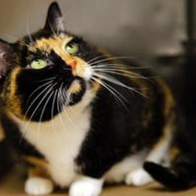 Timeline: Willow's Adventure - One Cat's Journey from Colorado to New York and Back Proves the Value of Microchipping