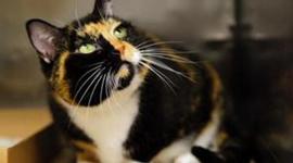 Timeline: Willow's Adventure - One Cat's Journey from Colorado to New York and Back Proves the Value of Microchipping