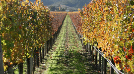 Timeline: Wangaratta & District - Vineyards