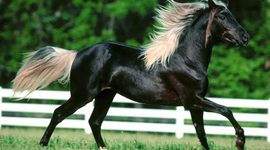 Timeline: Madeleine Lange's Timeline