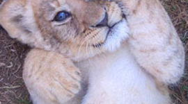 Timeline: Hannah Brown's life