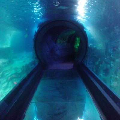 Timeline: Michelle Smith's Timeline