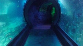 Timeline: Michelle Smith's Timeline