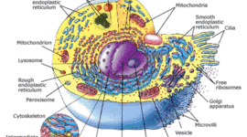Timeline: Evolution of Cell Theory
