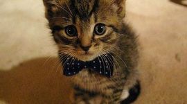 Timeline: Kayla: Psych Timeline