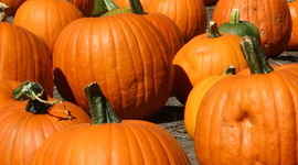Timeline: pumpkins