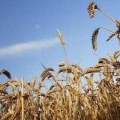 Timeline: Landbrugsudvikling