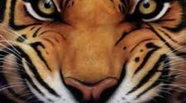 Timeline: ME,ME,MEandME